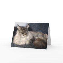Maine Coon Cat Greetings Card