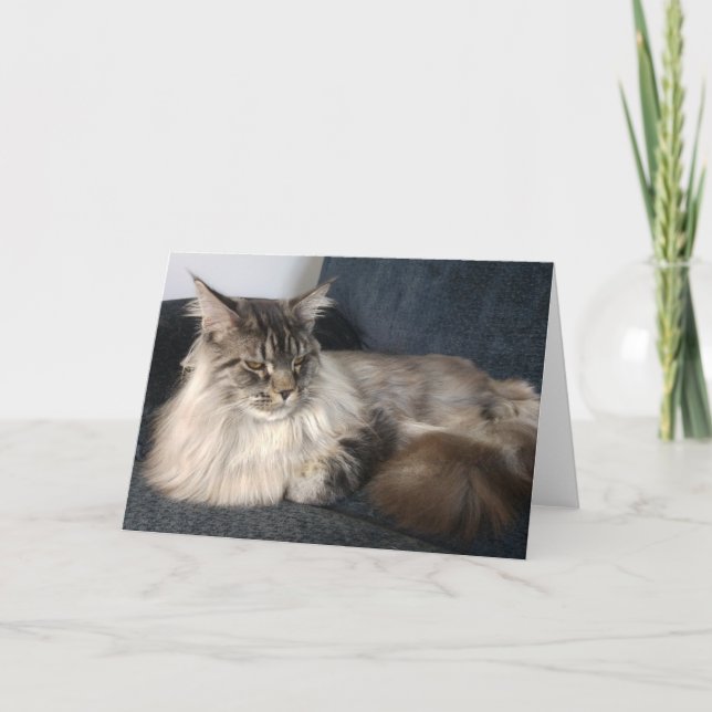 Maine Coon Cat Greetings Card Karte (Vorderseite)