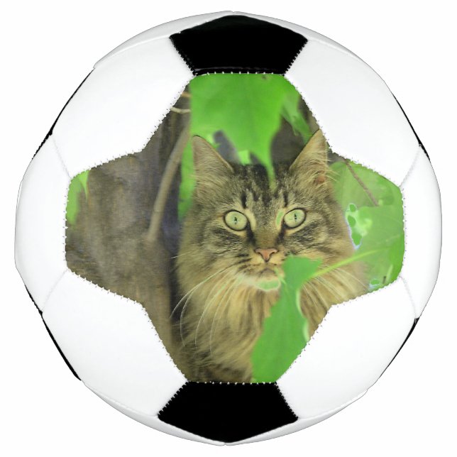 Maine Coon Cat in Tree Fußball (Vorderseite)