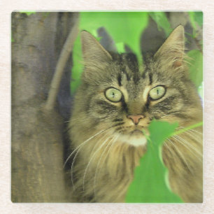 Maine Coon Cat in Tree Glasuntersetzer