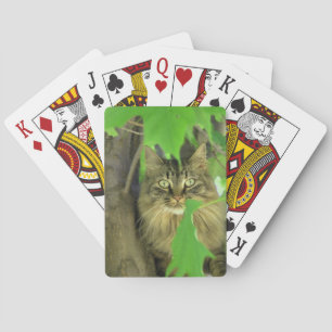 Maine Coon Cat in Tree Spielkarten
