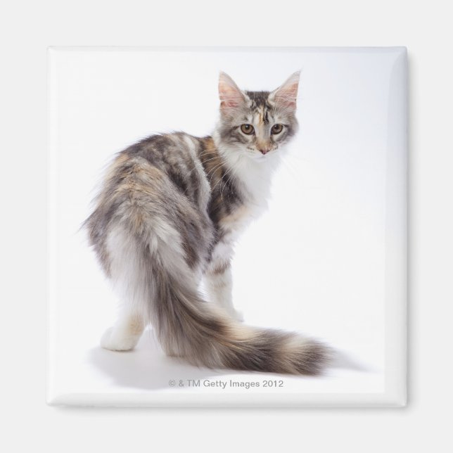 Maine Coon cat Magnet (Vorne)