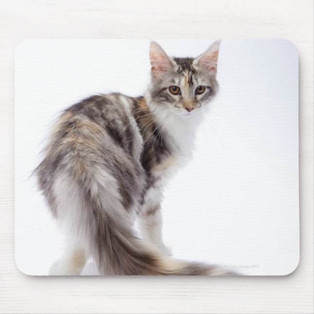 Maine Coon cat Mousepad (Vorne)