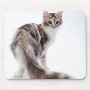 Maine Coon cat Mousepad