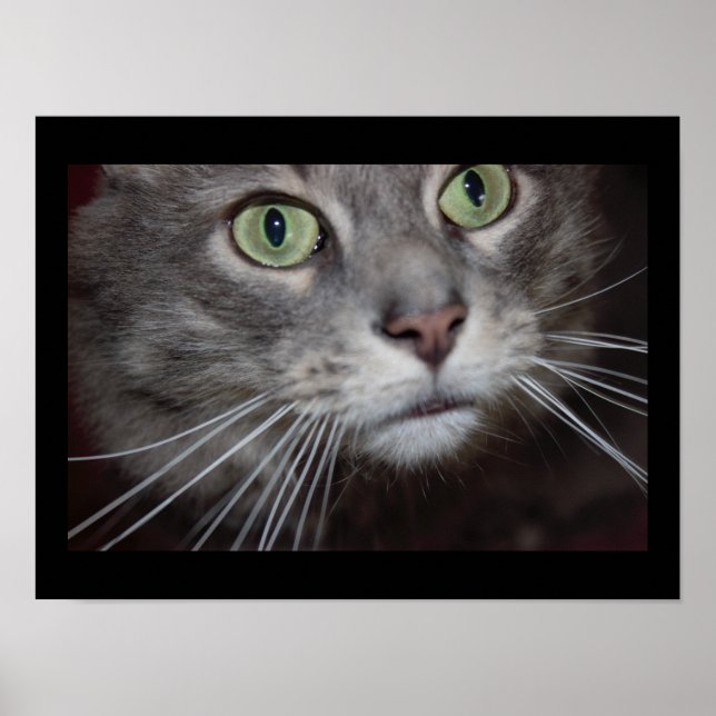 Maine Coon Cat Nah-up Poster (Vorne)