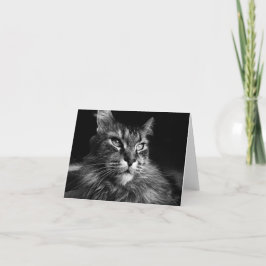 Maine Coon Cat notecard 4 x 5,6 Karte
