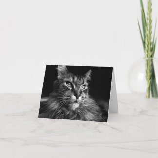 Maine Coon Cat notecard 4 x 5,6 Karte