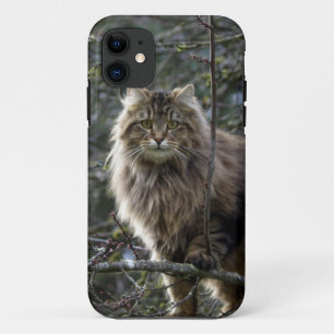 Maine Coon Cat Pet Phone Case