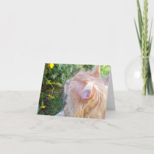 Maine Coon Cat Photo Note Card Karte
