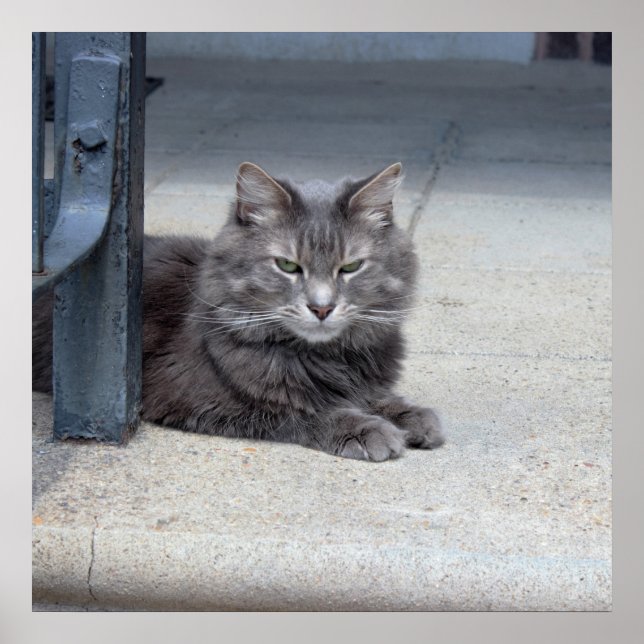 Maine Coon Cat Photo Poster (Vorne)