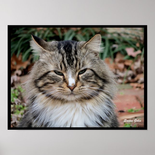 Maine Coon Cat Portrait Foto Poster