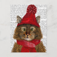 Maine Coon Cat