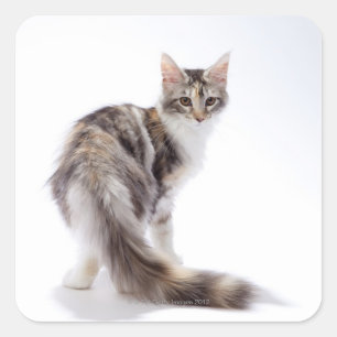 Maine Coon cat Quadratischer Aufkleber