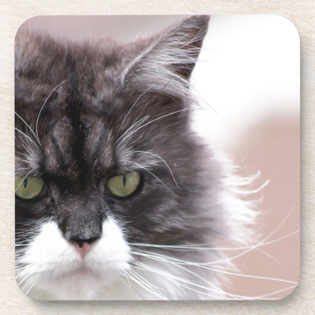 Maine Coon Cat Untersetzer (Vorderseite)