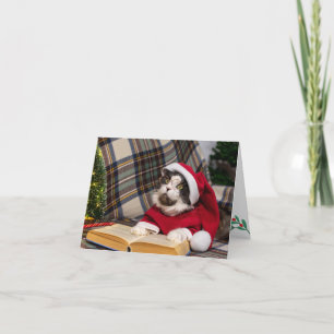 Maine Coon Cat Weihnachtsportrait Feiertagskarte