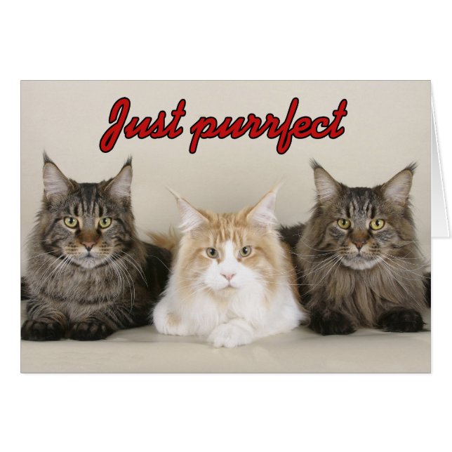 Maine Coon Cats (Vorderseite (Horizontal))