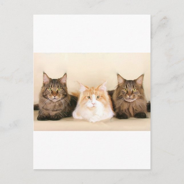 Maine Coon Cats Postkarte (Vorderseite)