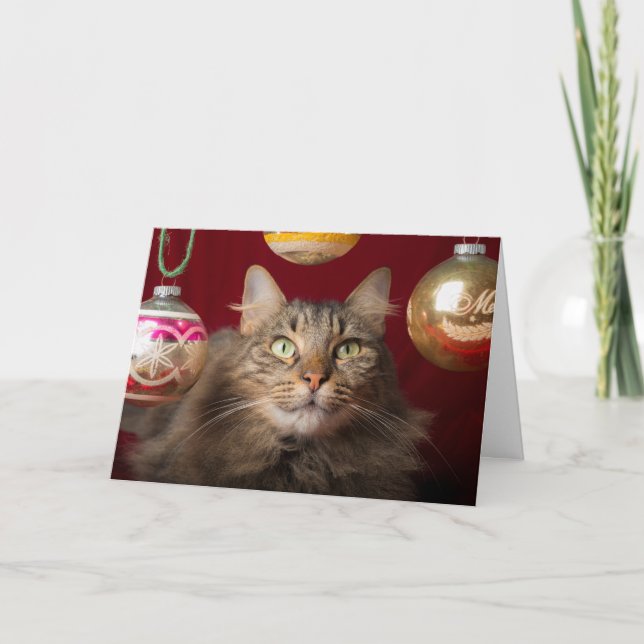 Maine Coon Christmas Cat Feiertagskarte (Vorderseite)