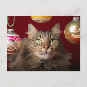 Maine Coon Christmas Cat Feiertagspostkarte