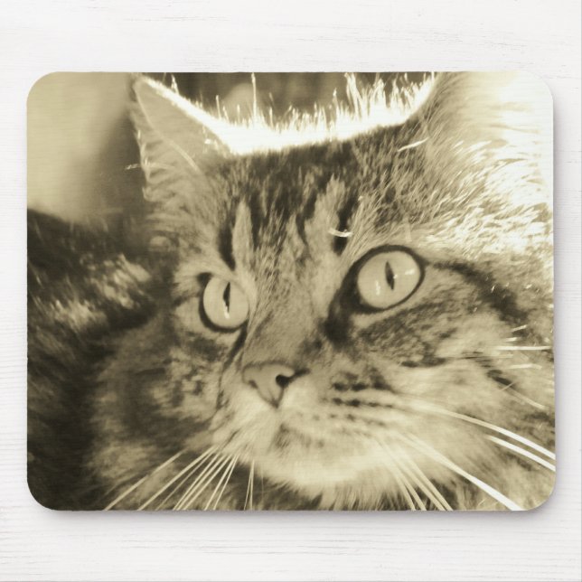 Maine Coon Face 2 Mousepad (Vorne)
