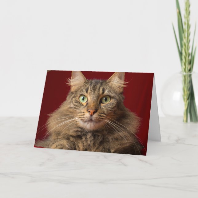 Maine Coon für Weihnachten mit Sammler (Vorderseite)