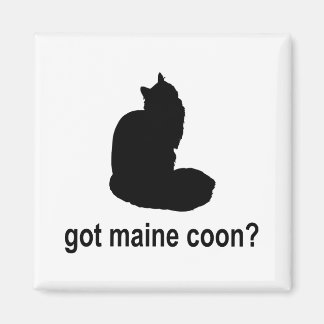 Maine Coon got? Magnet