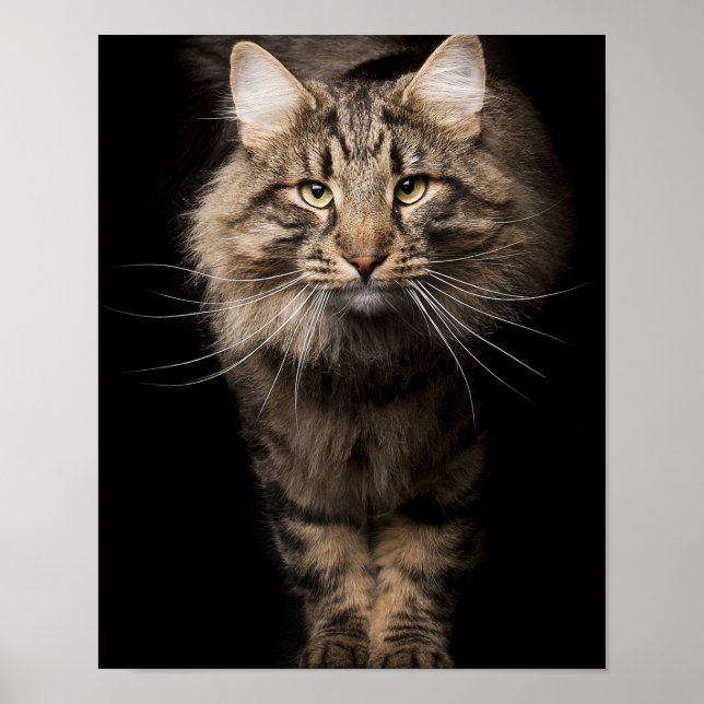Maine Coon große Katzenkitty-Stimmen Poster (Vorne)