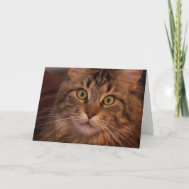 Maine Coon Grußkarte Karte