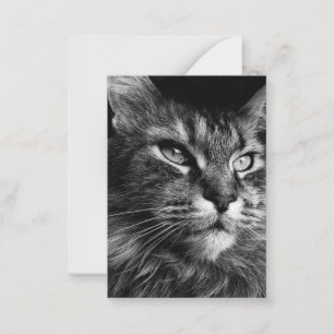 Maine-Coon-Katze 3.5 x 2.5 Mitteilungskarte