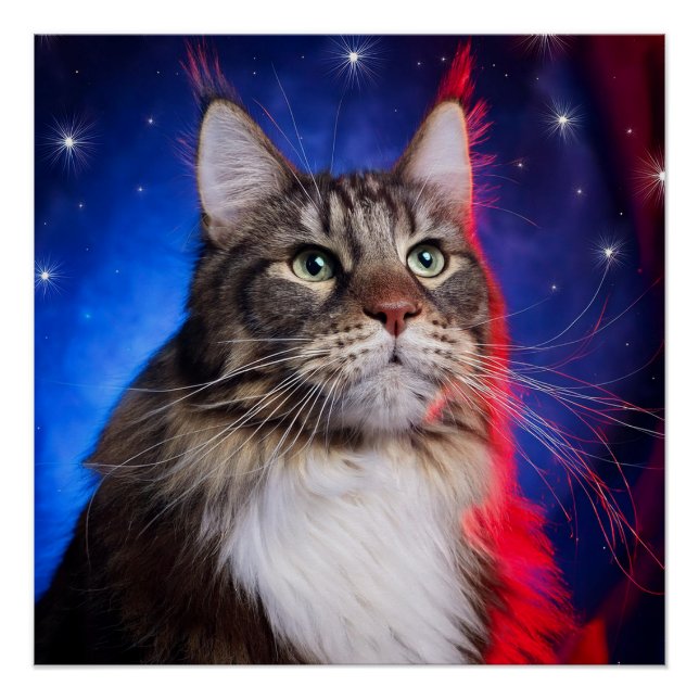 Maine-Coon-Katze mit rot-weißer Aura und Sternen Poster (Vorderseite)