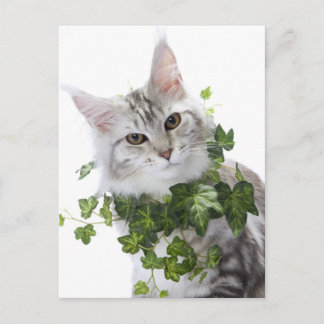 Maine Coon Katze und Verzierung von Efeu Postkarte