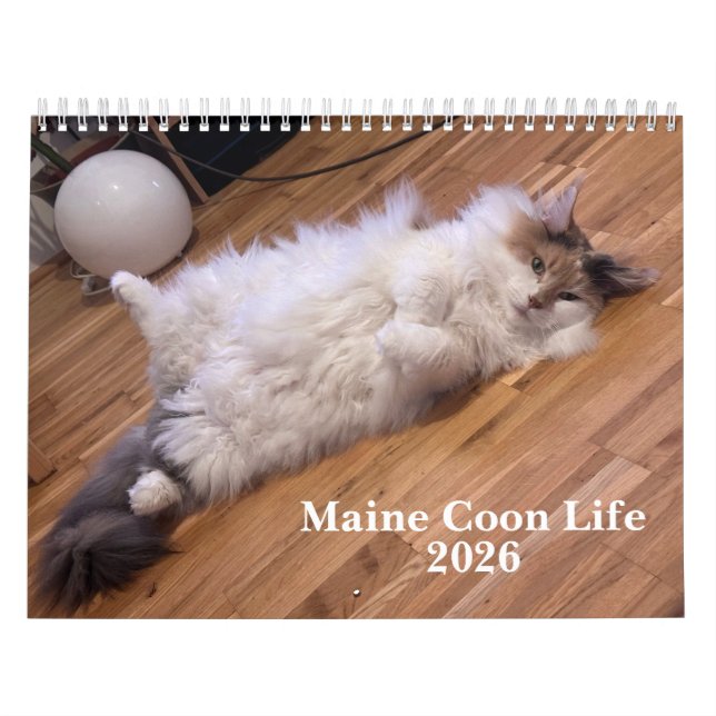 Maine Coon Katzen | Maine Coon Leben Kalender (Titelbild)