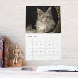 Maine Coon Katzen   Maine Coon Leben Kalender
