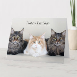 Maine Coon Katzen niedliches Foto Geburtstagskarte Karte