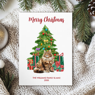 Maine Coon Katzenfamilie Weihnachten