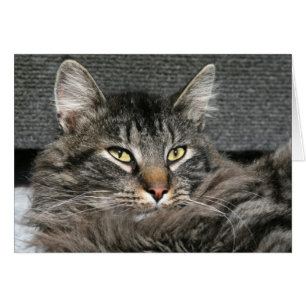 Maine Coon Katzengesicht