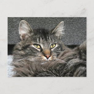 Maine Coon Katzengesicht Postkarte