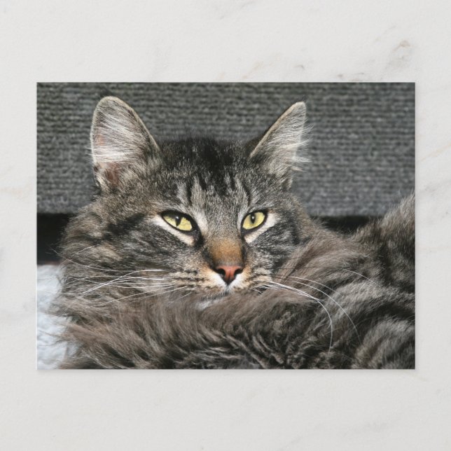Maine Coon Katzengesicht Postkarte (Vorderseite)