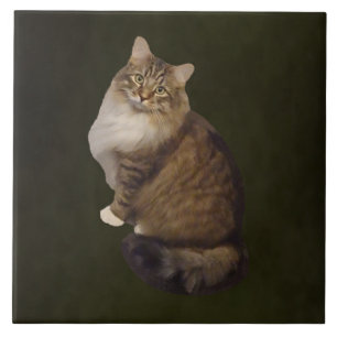 Maine Coon Katzenporträt Fliese