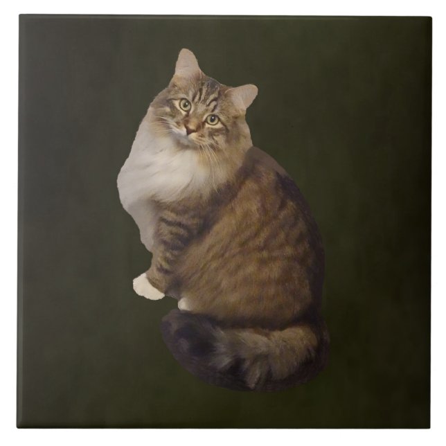 Maine Coon Katzenporträt Fliese (Vorderseite)