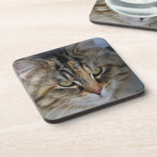 Maine Coon Katzenporträt Untersetzer