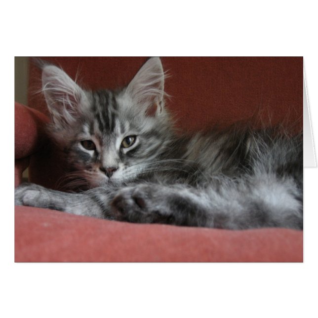 Maine Coon kitten, ein schläfriger junger Puss (Vorderseite (Horizontal))
