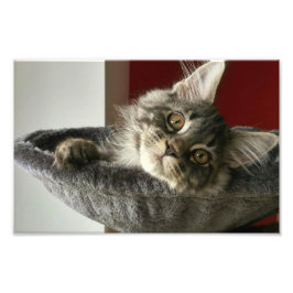 Maine Coon Kitten Foto Print