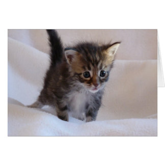 Maine Coon Kitten Karte