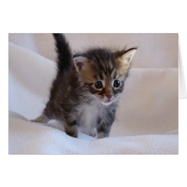 Maine Coon Kitten Karte (Vorderseite (Horizontal))