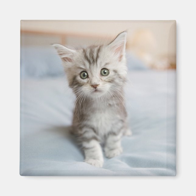 Maine Coon Kitten Magnet (Vorne)