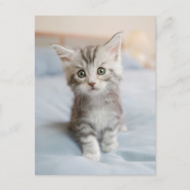 Maine Coon Kitten Postkarte (Vorderseite)