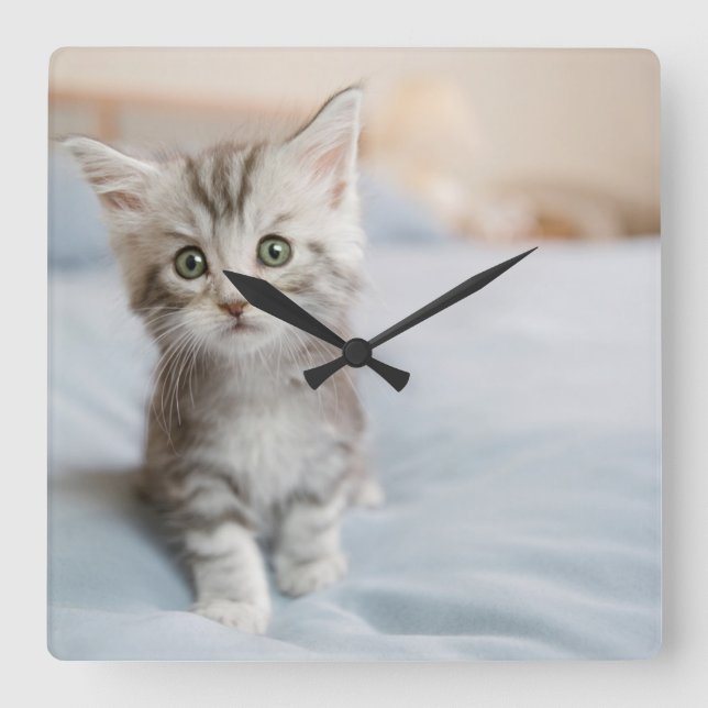 Maine Coon Kitten Quadratische Wanduhr (Vorderseite)