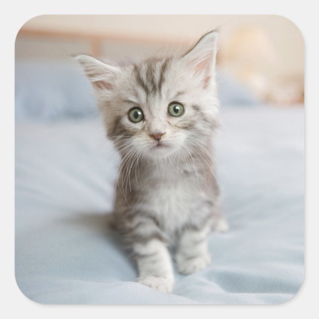 Maine Coon Kitten Quadratischer Aufkleber (Vorderseite)