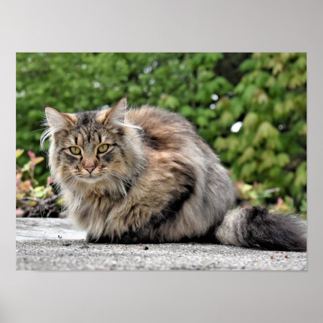 Maine Coon Kitty Cat Anpassbares Poster (Vorne)